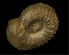	Douvilleiceras mammillatum	