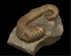 	Toxoceratoides taylori	