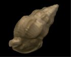 	Antillophus monachus	