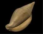 	Milk Conch	