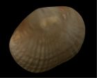 	Orthida sp.	