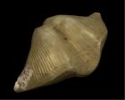 	Cryptospirifer disjunctus	