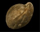 	Terebratalia transversa	