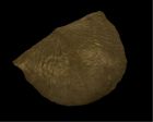 	Strophodonta demissa	