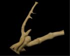 	Bamboo Coral	