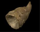 	Rugose Coral	