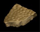 	Stromatoporoid	