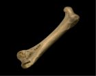 	Brown Pelican (femur)	