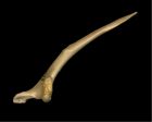 	Brown Pelican (scapula)	