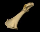 	Brown Pelican (coracoid)	