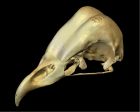 	Barn Owl	