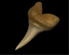 	Fossil Mako Shark	