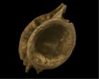	Fish Vertebra	