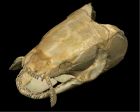 	Bowfin	