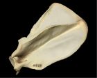 	Cougar (scapula)	