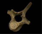	Porpoise vertebra	