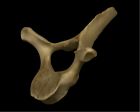 	Porpoise vertebra	