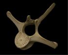 	Porpoise vertebra	