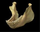 	Woolly Monkey (mandible)	