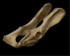	Cougar (pelvis)	