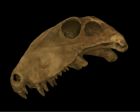 	Dimetrodon sp.	