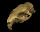 	River otter	