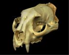 	Cougar (male)	
