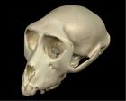 	Rhesus Macaque	