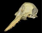 	Bottlenose Dolphin	