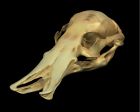 	Duckbilled Platypus	