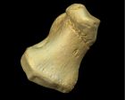 	Common Dolphin (humerus)	