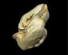 	Common Dolphin (otic capsule)	