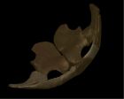 	Ichthyosaurus communis (shoulder)	